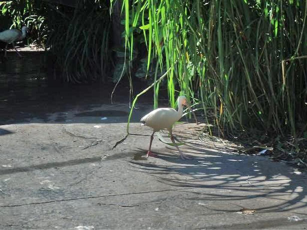101PARC AUX OISEAUX DANS L AIN 2016 2_000040.jpg